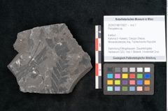 Foto (Objekt + Etikett) von Pecopteris sp.  (NHMW-GEO-2024-0188-10927)